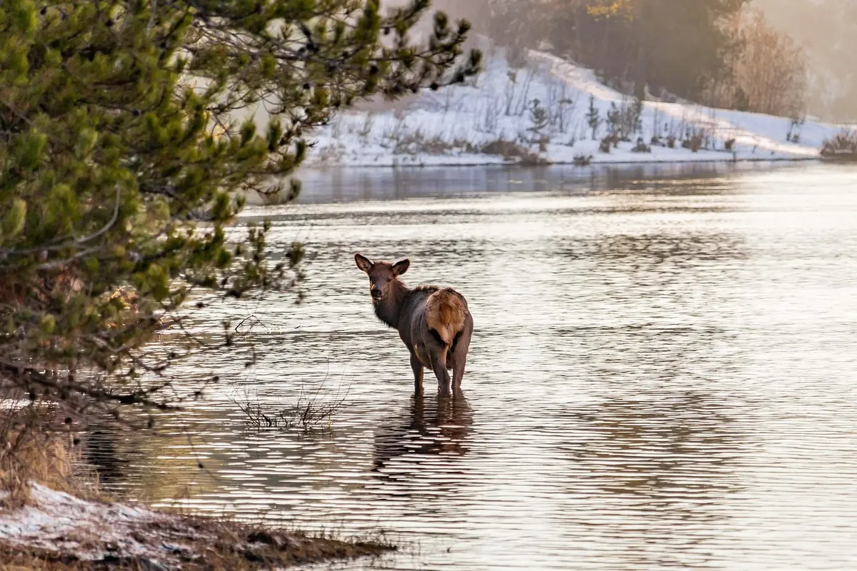 Élèves réalisant des prélèvements d'eau près d'une rivière lors d'une sortie de terrain